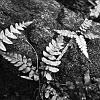 Ferns 2
